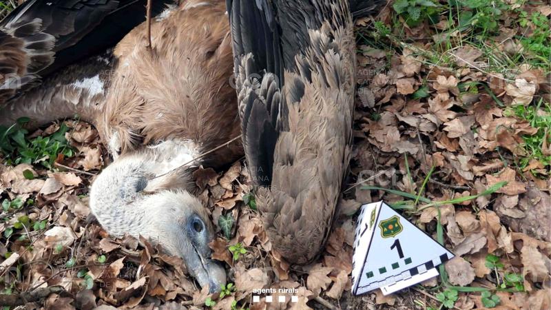 Els Agents Rurals enxampen in fraganti un home col·locant esquers enverinats al Lluçanès