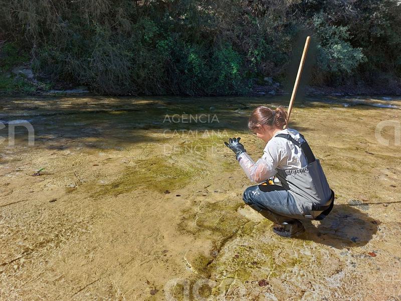 Un estudi de la UVic-UCC destaca que les pluges del 2025 han millorat la qualitat ecològica dels rius d'Osona i Lluçanès