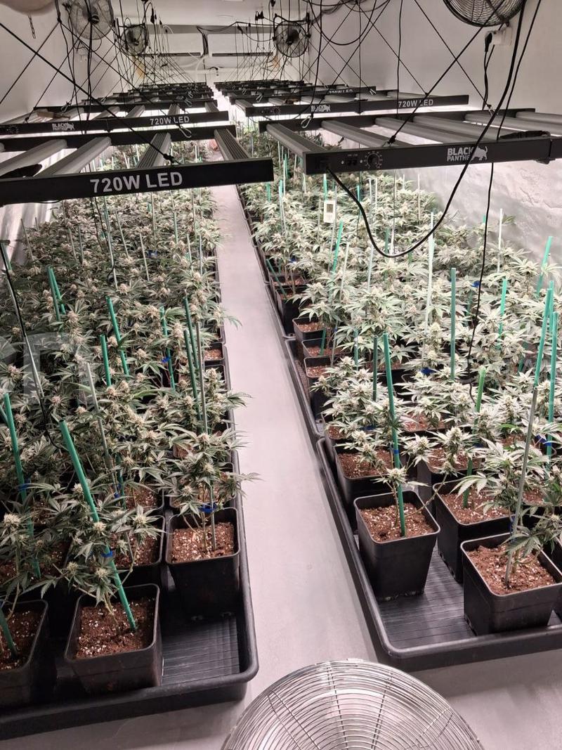 Desmantellen una plantació de marihuana en una finca a la urbanització Serreta de Sant Jaume de Castelldans