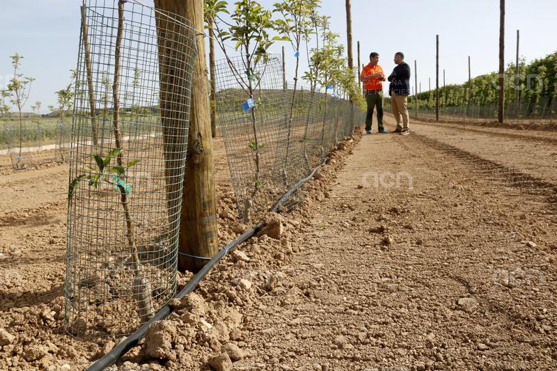 Uns 150 agricultors es beneficien de la línia d'ajuts d'Agricultura per comprar protectors per evitar danys de conills