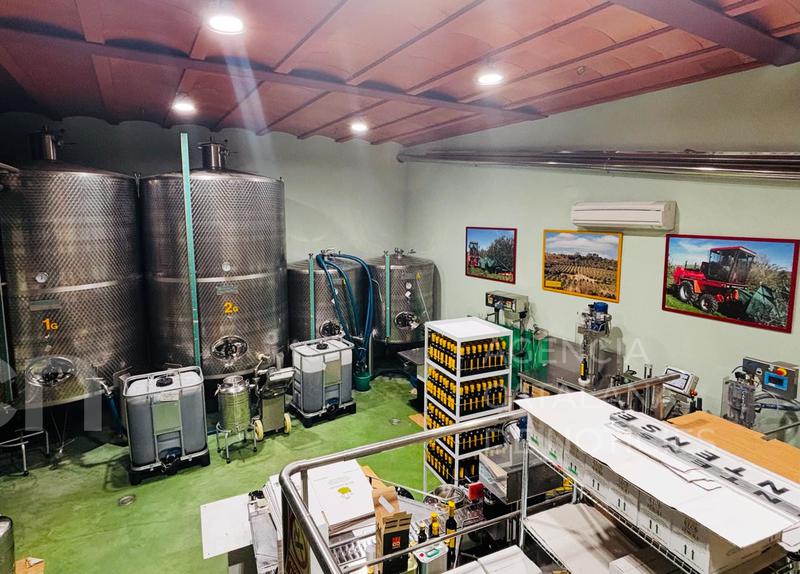 Clos de la Torre impulsa la seva producció d'oli de l'Empordà amb el finançament de l'ICF