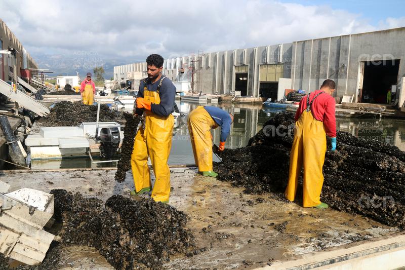 Els musclaires del delta de l'Ebre s'enfronten al dilema de produir menys i revalorar la venda de proximitat