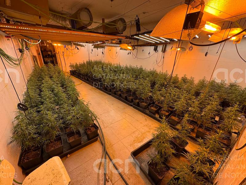 Quatre detinguts en el desmantellament d’un centre de producció i distribució de marihuana a Martorell