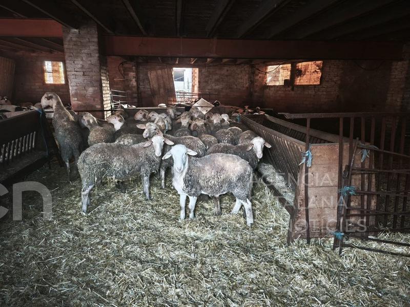 Detingut a les Borges Blanques per robar corders d'una granja del Baix Cinca