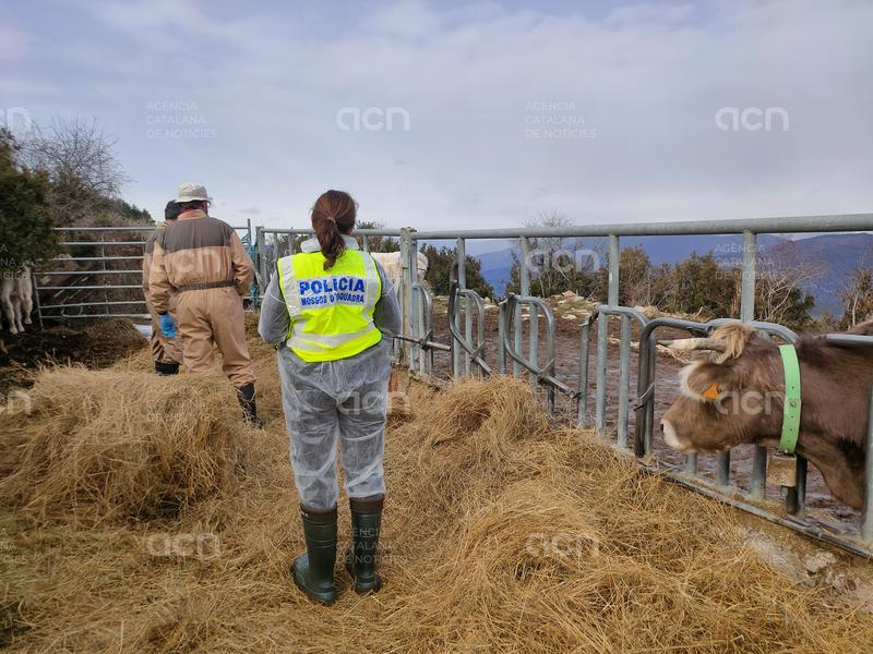 Denuncien penalment un home a l’Alt Urgell per furtar bestiar boví, falsificació documental i estafa