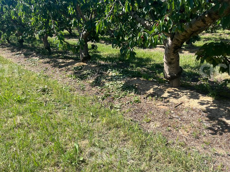 Denuncien el robatori de 6.000 quilos de cireres a Seròs en plena collita