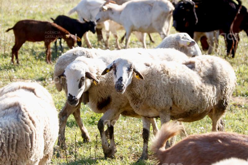 Els pastors del Camp de Tarragona denuncien nous robatoris de ramats i reclamen solucions per evitar-los