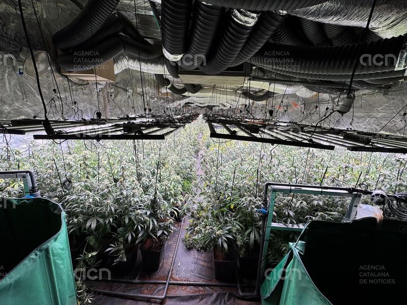 Detenen quatre persones per cultivar unes 3.300 plantes de marihuana en dos habitatges a Sant Esteve Sesrovires i Piera