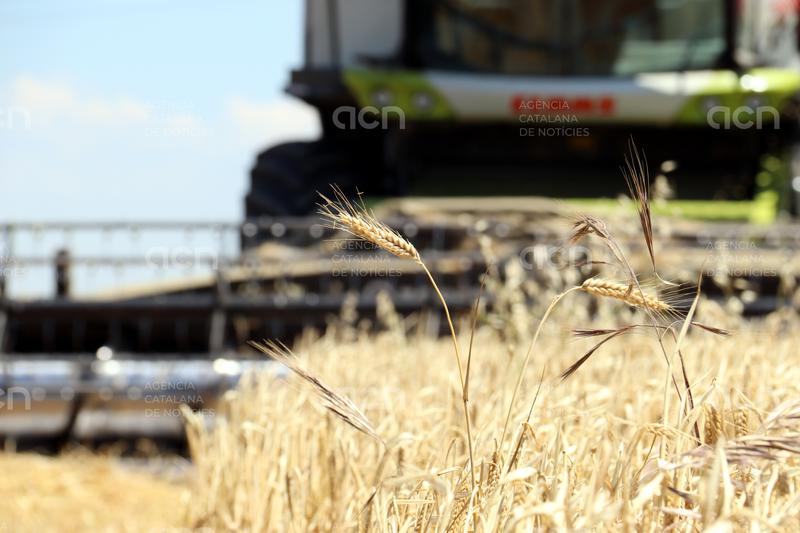 Comença la campanya del cereal a Ponent, que s’accelera a causa de les elevades temperatures