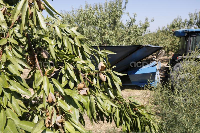 La collita d'ametlla podria augmentar un 7% enguany a Catalunya i la de garrofa un 12,5%, segons la FCAC