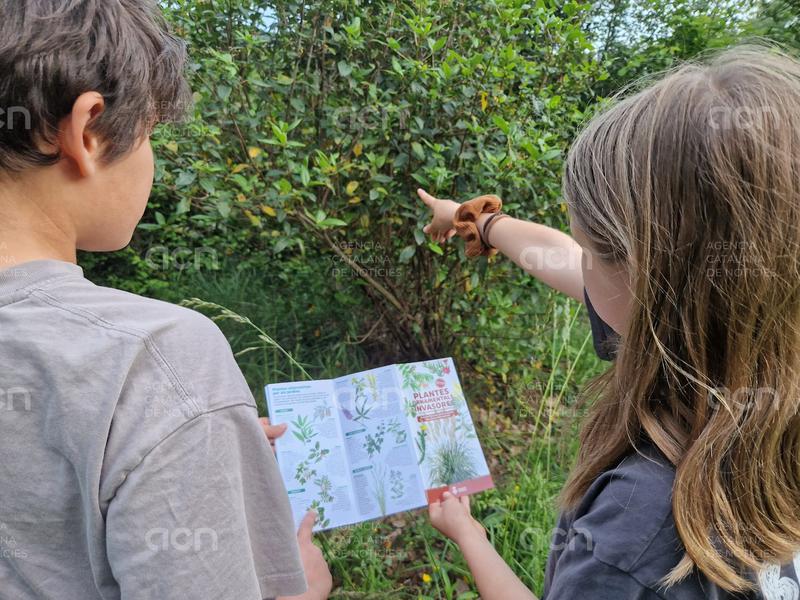 La Diputació de Girona edita una guia per prevenir la proliferació de plantes ornamentals invasores
