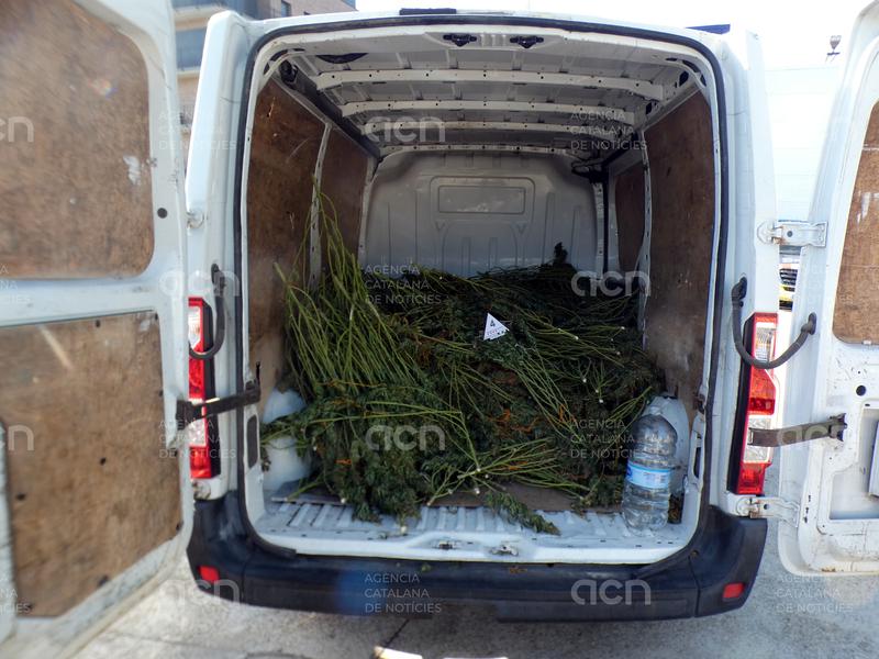 Intercepten una furgoneta a Taradell amb 471 plantes de marihuana i descobreixen una plantació en un domicili