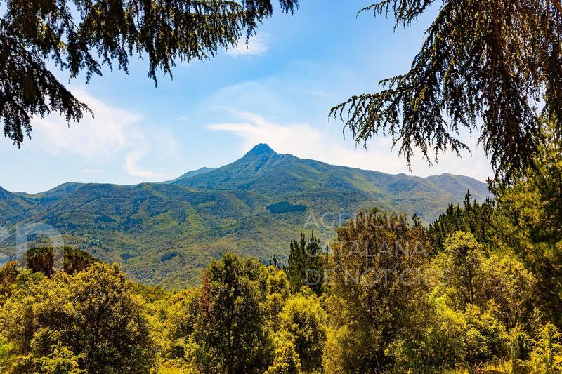 Identifiquen una substància emesa per alzinars que obre la porta a avaluar “l’estrès ambiental” dels boscos mediterranis