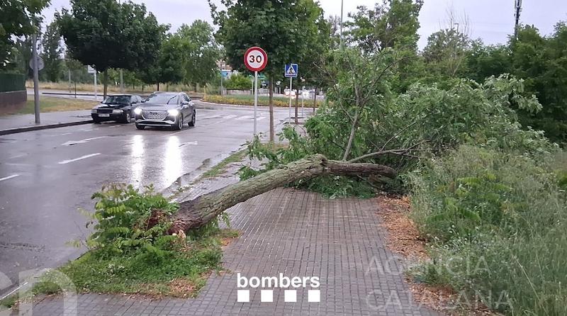 Tallada l'R3 entre Manlleu i Ripoll després que un tren hagi xocat amb un arbre caigut a la via per les pluges
