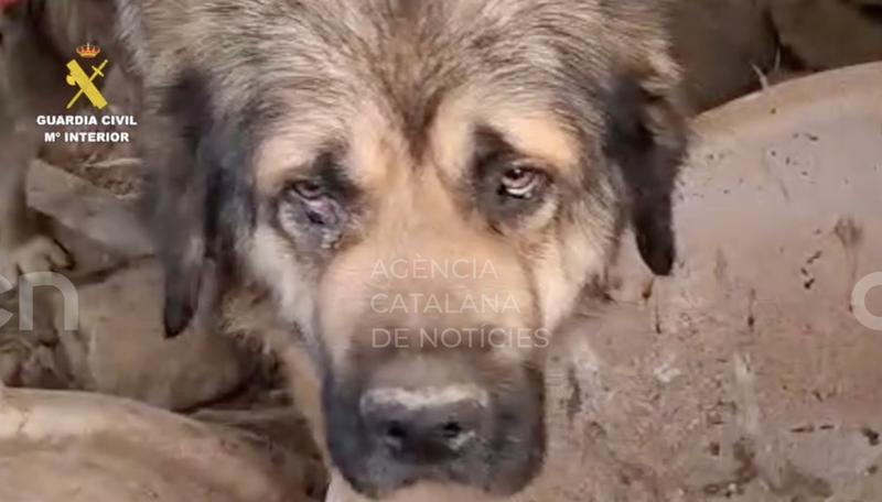 Rescaten tres gossos desnodrits en una masia abandonada i en ruïnes d'Igualada