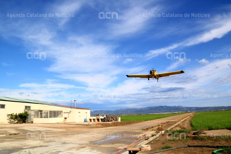Arrenquen els tractaments contra les larves de mosquit als arrossars del Delta de l'Ebre 