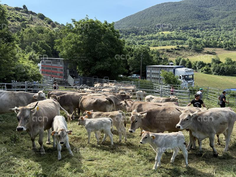 Indignació dels ramaders del Pallars pel sacrifici de 200 animals de dues explotacions afectades per la tuberculosi