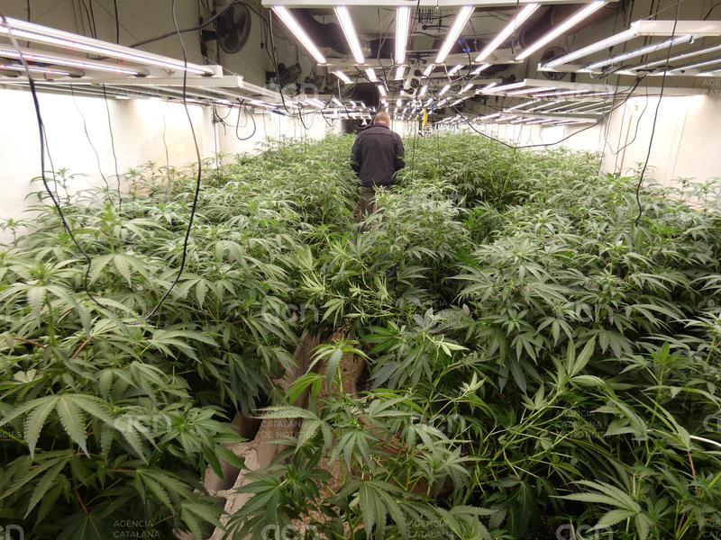 Detenen dues persones en el desmantellament d'una plantació de marihuana a Arenys de Munt