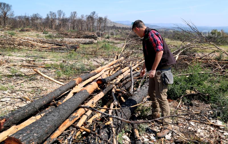 Empreses forestals retiren els arbres cremats al foc de Paüls i netegen les finques sense cost per als propietaris
