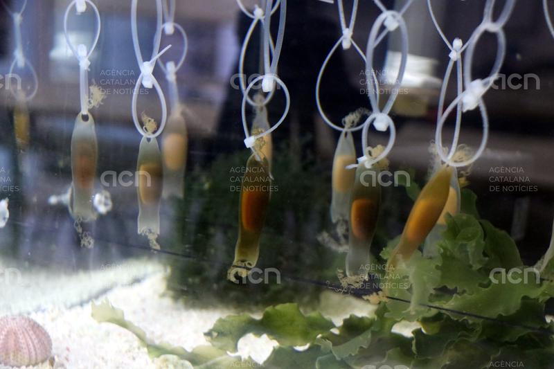 Alumnes de l'institut-escola de Cadaqués crien ous de tauró gat capturats accidentalment per pescadors 