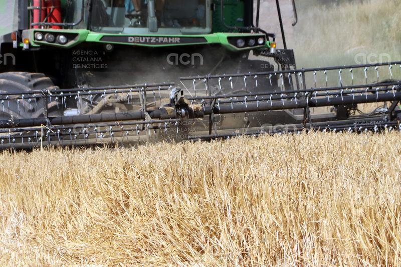 Arrenca la campanya del cereal a la Catalunya Central amb produccions que es preveuen "molt irregulars"