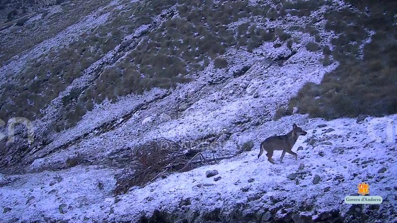 Andorra detecta la presència "aïllada" del llop al país pirenaic