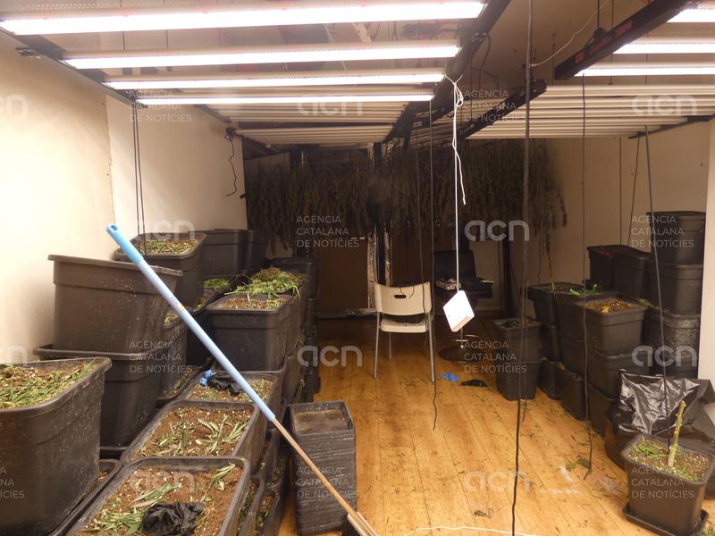 Detenen un home que tenia 160 plantes de marihuana en un pis a Mataró