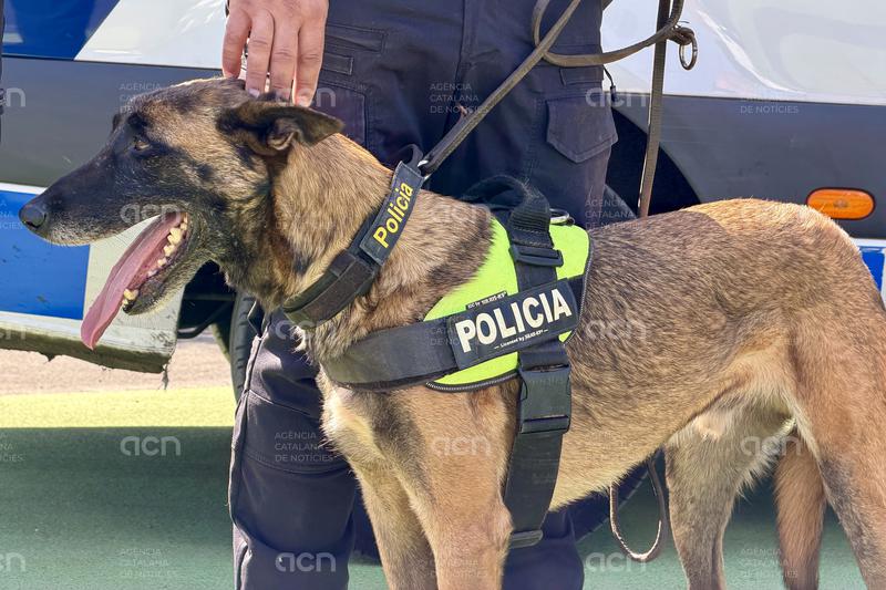 Una unitat canina perseguirà la presència de drogues durant la revetlla de Sant Joan a Badalona