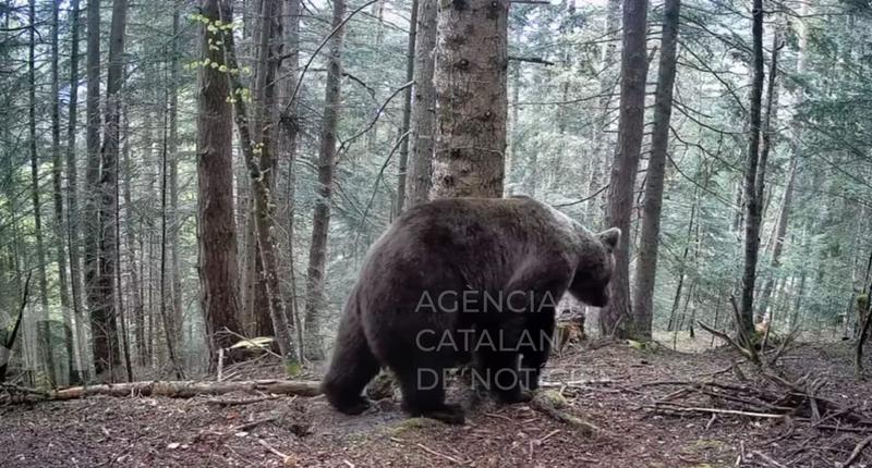 Un sistema d'intel·ligència artificial servirà per controlar la població d'ossos al Pirineu