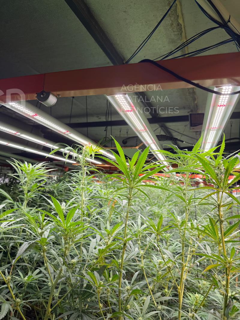 Els Mossos detenen dos homes i intervenen 1900 plantes de marihuana a Sant Quintí de Mediona