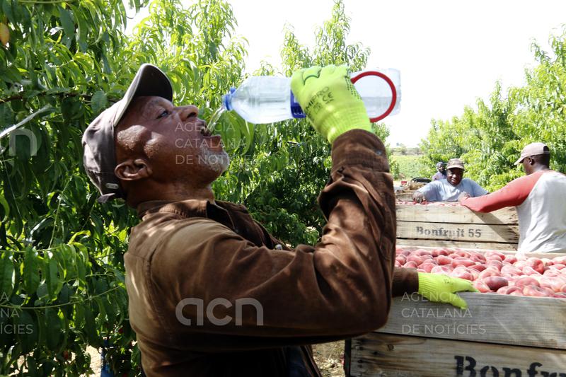 Jornada intensiva, gorres i aigua fresca per als temporers que cullen fruita a Ponent durant l'onada de calor