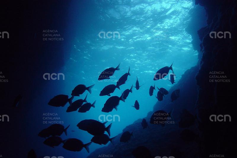 Un estudi pioner cataloga les coves submergides i semisubmergides del litoral del parc natural del Montgrí