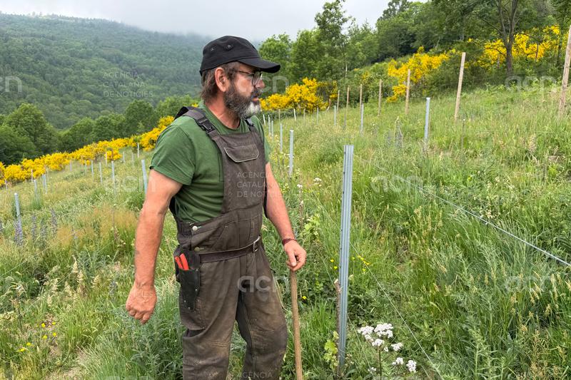 Una prova pilot a la Vall de Camprodon descobreix les potencialitats de cultius que no es conreen a la zona
