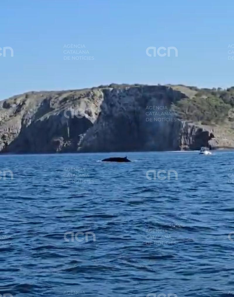 Albiren tres exemplars de balena rorqual des d'una barca a la costa del Montgrí, a tocar de les Illes Medes
