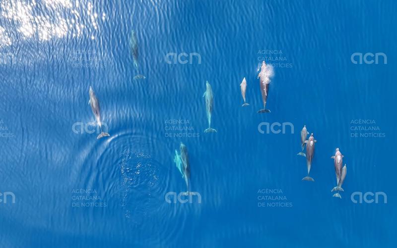 Submon incorpora drons i IA en el nou estudi sobre la interacció del dofí mular i la pesca al cap de Creus 