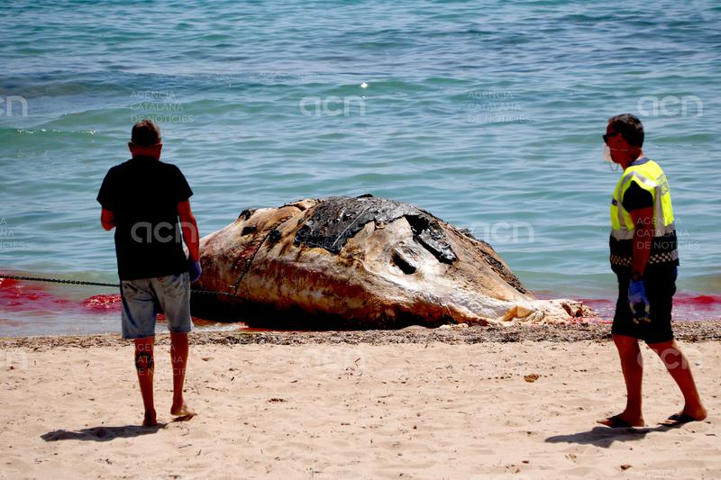 Retiren una balena morta que havia aparegut a la platja de l'Almadrava de Vandellòs i l'Hospitalet de l'Infant
