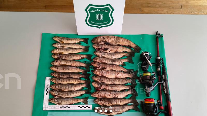 Denuncien un pescador furtiu i reincident per capturar 20 peixos més dels permesos a l'estany de Flamisella de Lladorre