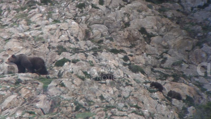 Demanen canviar el recorregut d'una cursa multitudinària a la Val d'Aran per la presència d'una ossa amb cadells