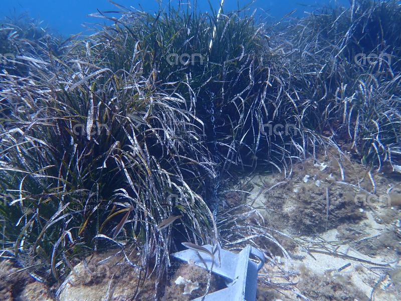 SOS Costa Brava denuncia l'incompliment del nou decret de protecció de la posidònia a la Costa Brava