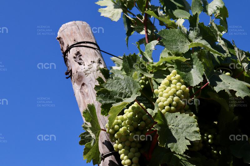 Unió de Pagesos es manifestarà el 10 de juliol al Penedès per exigir solucions davant l’excedent “dramàtic” de raïm