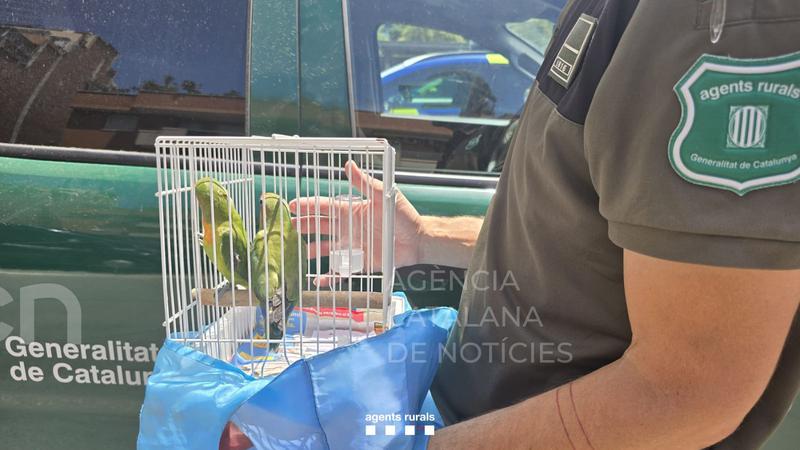 Intervenen en un parc de l'Hospitalet de Llobregat 263 ocells d'espècies protegides i exòtiques i detenen 13 persones