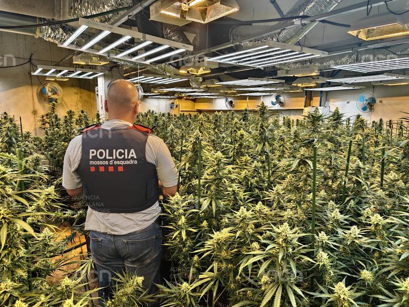 Un detingut i més de 500 plantes de marihuana intervingudes en un habitatge de Roquetes