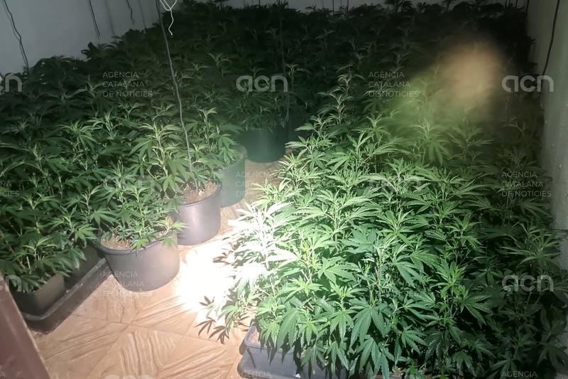 Un detingut i cinc plantacions de marihuana desmantellades en una casa ocupada de Girona
