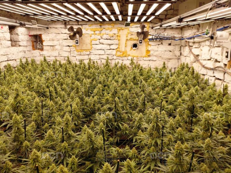 Desmantellada una plantació amb més de 1.200 plantes de marihuana en una masia de la Llacuna