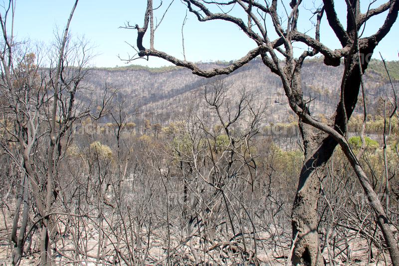 Els Bombers centren els esforços en tres punts de l'incendi que els preocupen, amb especial atenció al flanc dret