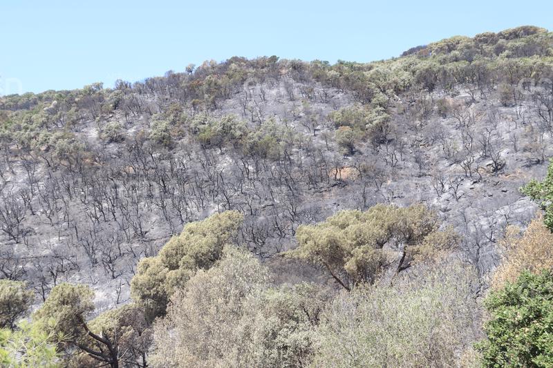 Junts demana còpia de l'ordre de Territori per aturar feines de manteniment els dies previs al foc de les Gavarres