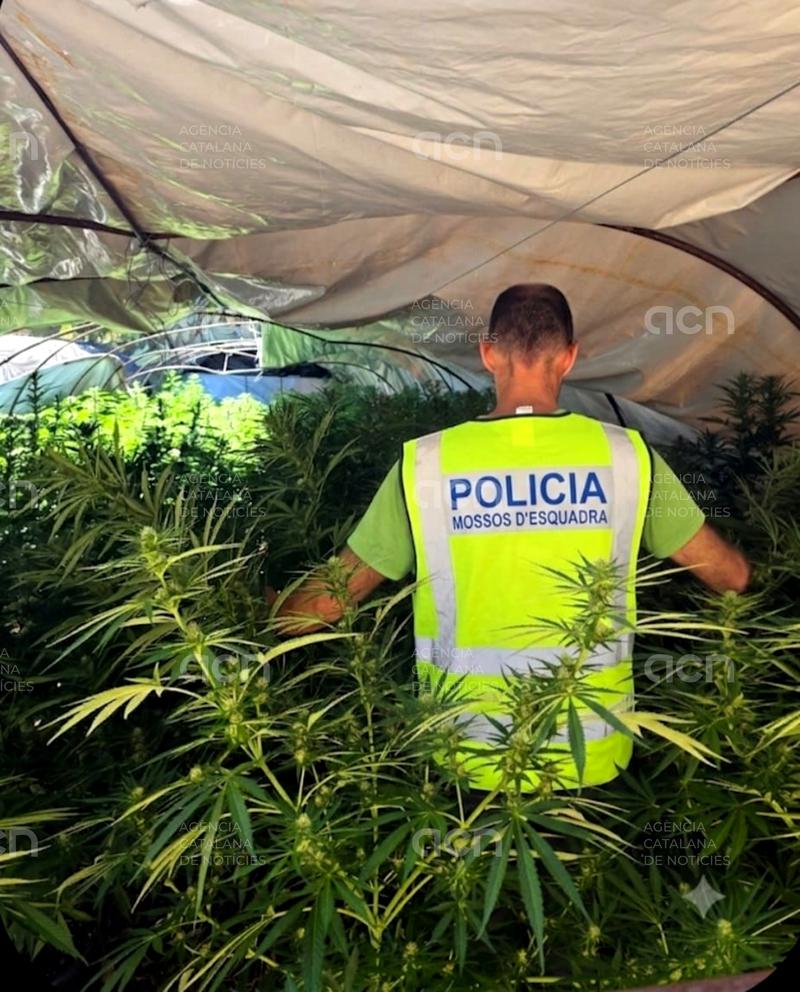 Dos detinguts a Tivissa que amagaven una gran  plantació de marihuana en hivernacles