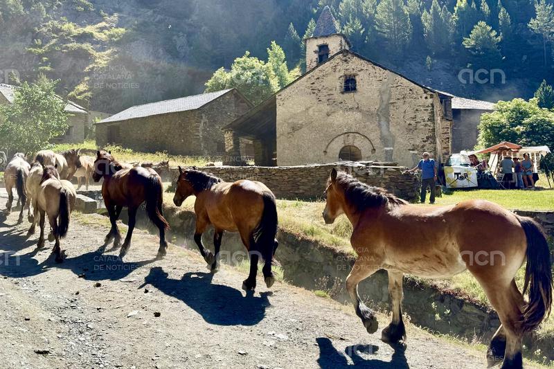 Gairebé 200 cavalls travessen el Pallars Sobirà de punta a punta alternant camins ramaders i trams de carretera