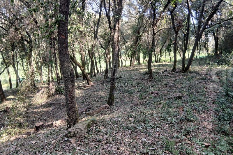 Girona reforça la prevenció d'incendis i el nou contracte de manteniment de boscos abasta 133 hectàrees