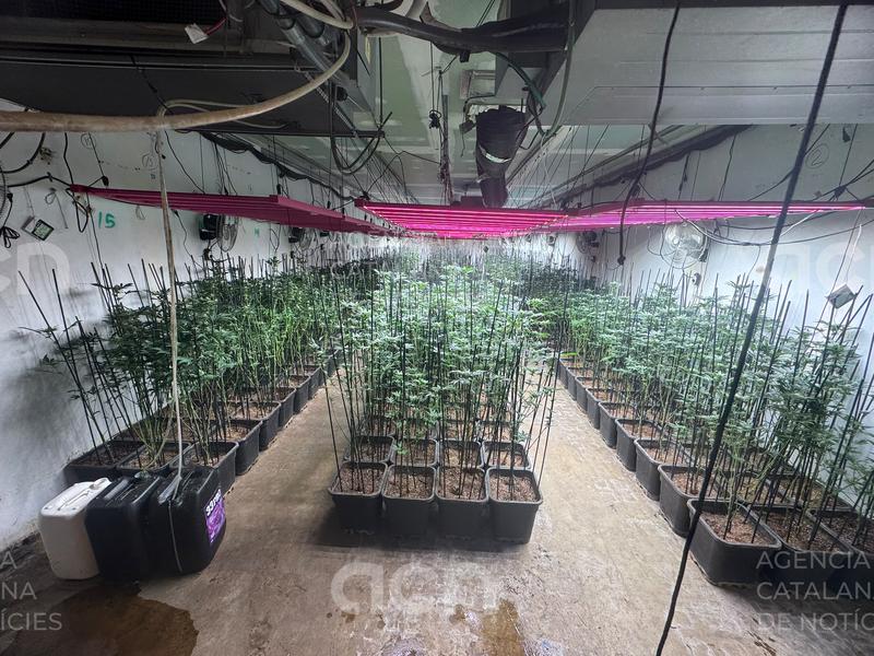 Quatre detinguts i quasi 900 plantes de marihuana intervingudes en una nau industrial de Sant Andreu de la Barca